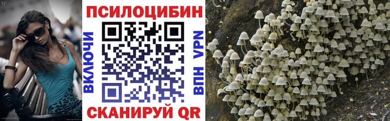 Псилоцибиновые грибы Cubensis Северск